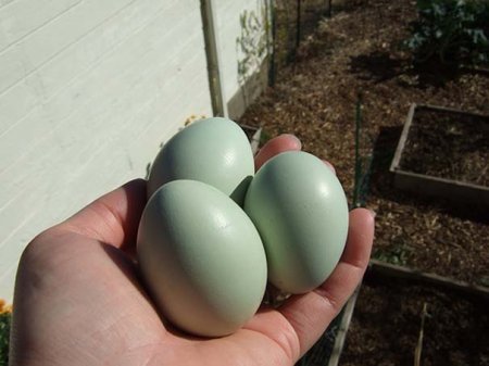 Bu toyuqlar 1000, yumurtası isə 10 AZN-ə satılır – VİDEO