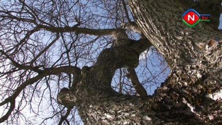 “Naxçıvanda cəviz ağacları soyqırıma məruz qalır” deyənlərin cavabı verildi - VİDEO