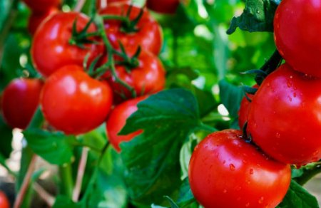 Rusiyada tonlarla Azərbaycan pomidoru satışdan yığışdırıldı