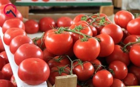 Azərbaycan pomidorlarının Rusiyaya buraxılmamasının SƏBƏBLƏRİ