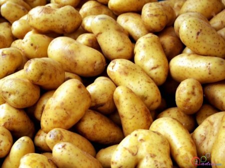 Kartof bitkisinin müalicəvi təsirləri- FAYDALI MƏSLƏHƏTLƏR