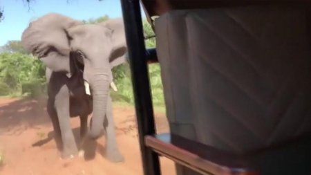 Fil turistlərə hücum çəkdi - VİDEO