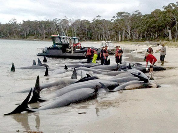 Argentinada 68 delfin özünü sahilə atıb- FOTO