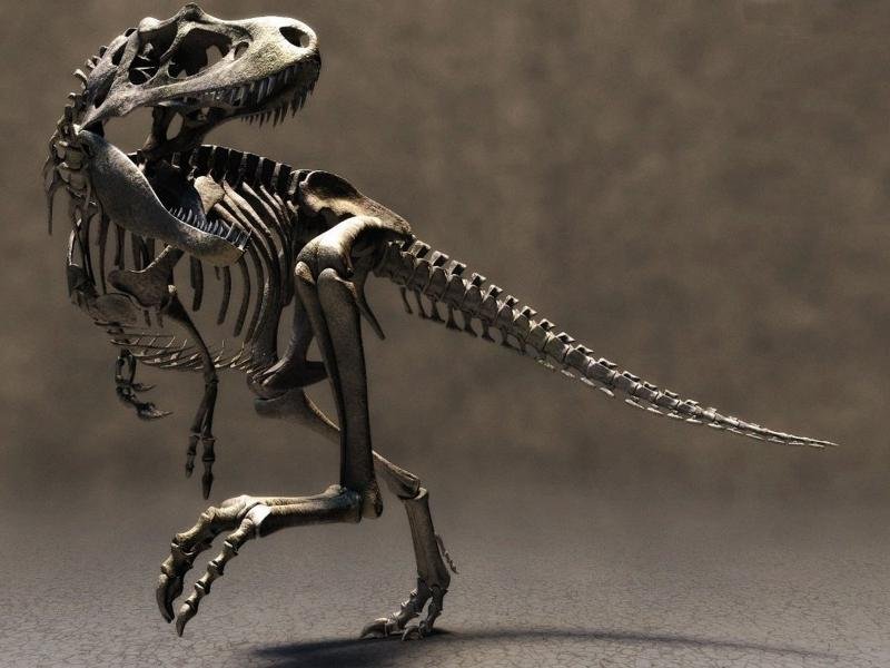 Dinozavr skeleti inanılmaz qiymətə satıldı