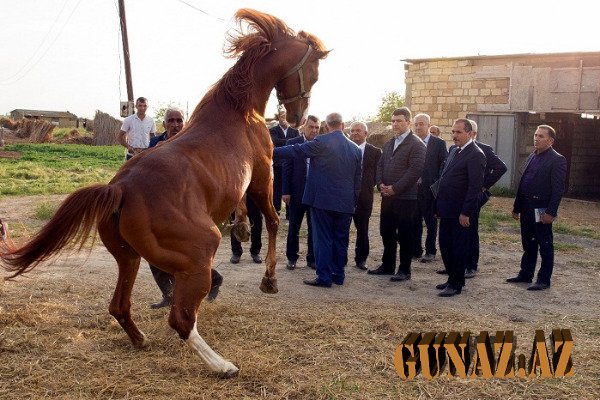 “Qarabağ atları yenə Cıdır düzündə çapacaq” - İnam Kərimov