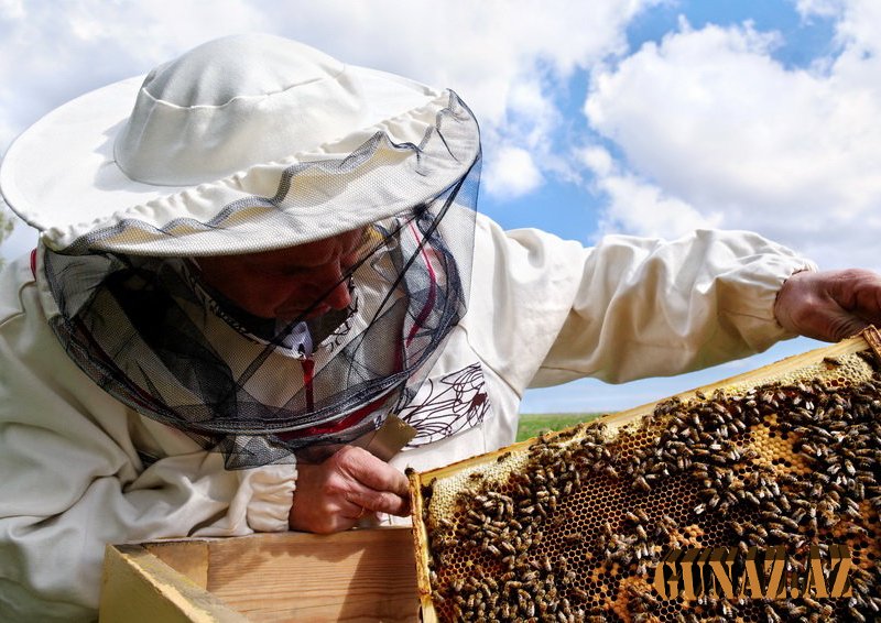 41 yaşlı kişi arı sancmasından ölüb