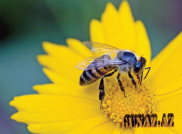 Arılarının kütləvi qırılmasının səbəbi açıqlandı