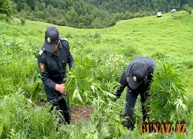 2 tondan artıq narkotik bitki məhv edildi