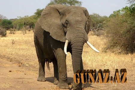 Afrikada fil ekskursiya maşınına hücum edib - VİDEO