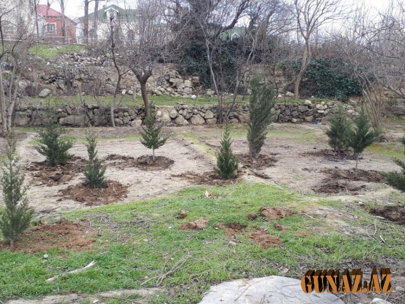 Rayonlarda 108,5 hektar ərazidə ağac əkiildi