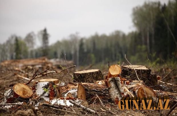 9000 manatlıq ağac kəsdi, işi prokurorluğa göndərildi