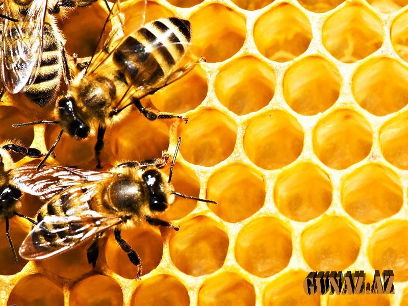 Allergik xəstəliklərdən sağalmaq üçün arı pətəyi havası ilə nəfəs alın