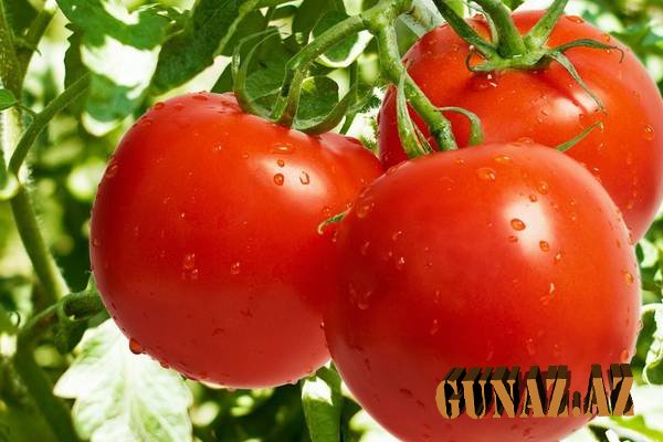 Pomidor şirəsinin möcüzələri - Siyahı