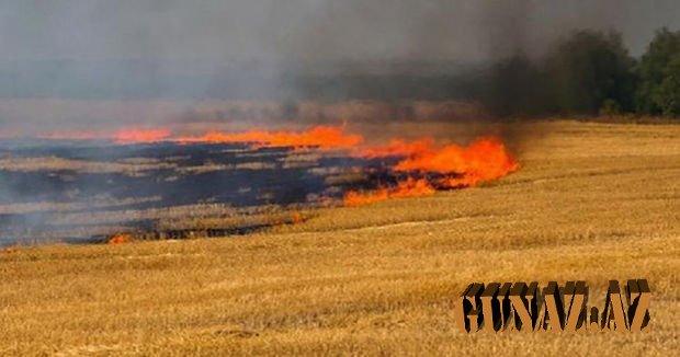 Qubada 50 hektar taxıl sahəsi yandı