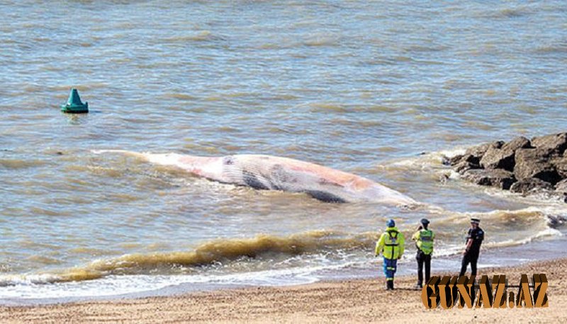 12 metrlik nəhəng balinanın ölüsü sahilə çıxdı