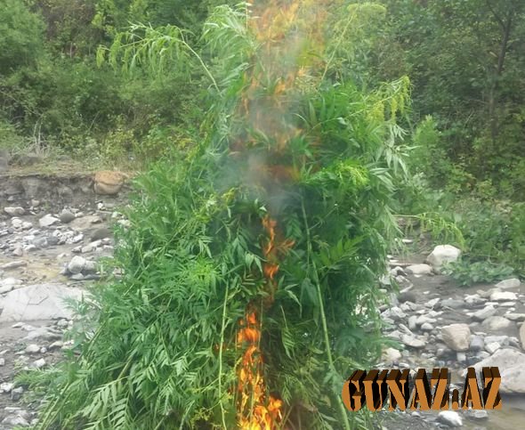 İsmayıllıda 903 kiloqram narkotik vasitə məhv edildi - FOTO