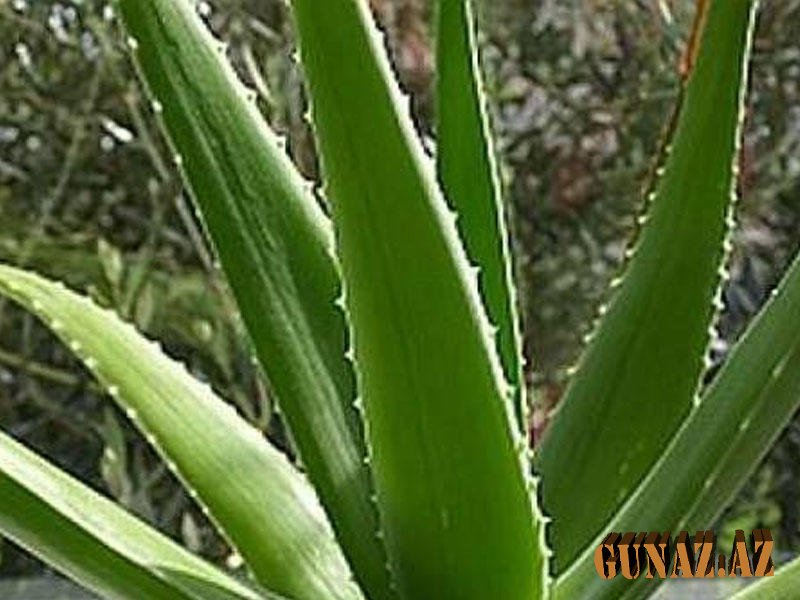 Aloenun 50-dən çox xəstəlikləri müalicə etdiyini bilirdinizmi?
