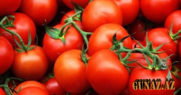 Azərbaycanın 12 müəssisəsindən Rusiyaya pomidor idxalına icazə verildi