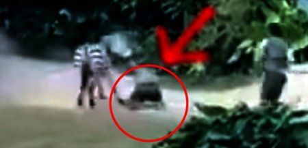 DƏHŞƏT: Zebra şirə dönüb insanı parçalamağa çalışdı-VİDEO