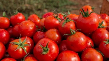 Tanınmış rus teleaparıcı Azərbaycan pomidorunu təriflədi