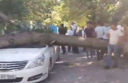 Güclü külək ağacı avtomobilin üzərinə aşırdı -Video