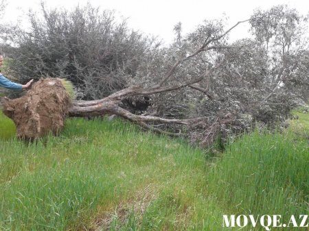 Maştağada Zeytun bağı yandırılaraq məhv edilir - FOTO