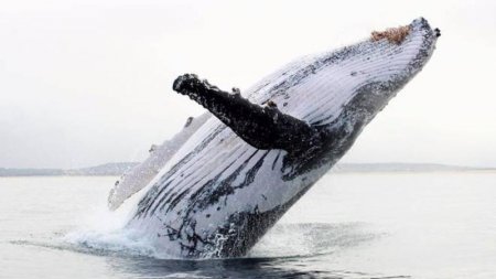 40 tonluq balinadan akrobatik hərəkətlər - Gözlərinizə inanmayacaqsınız - VİDEO