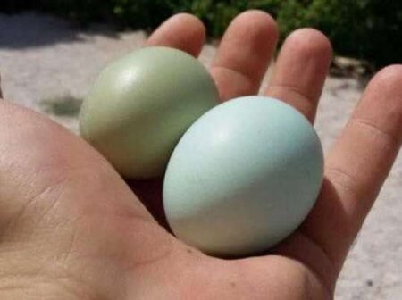Bakıda bir ədədi 5 manata yumurta satılır - FOTO
