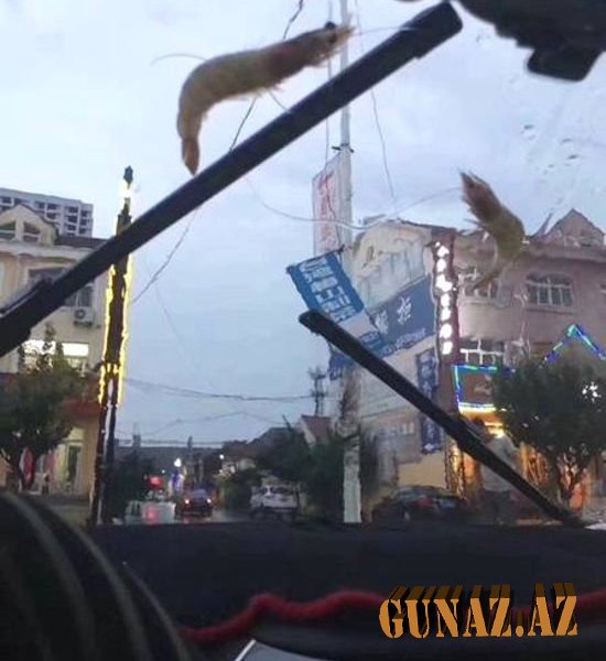 Fırtınadan sonra göydən osminoq yağdı - Fotolar
