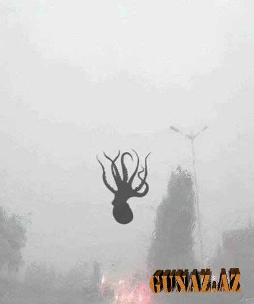 Fırtınadan sonra göydən osminoq yağdı - Fotolar
