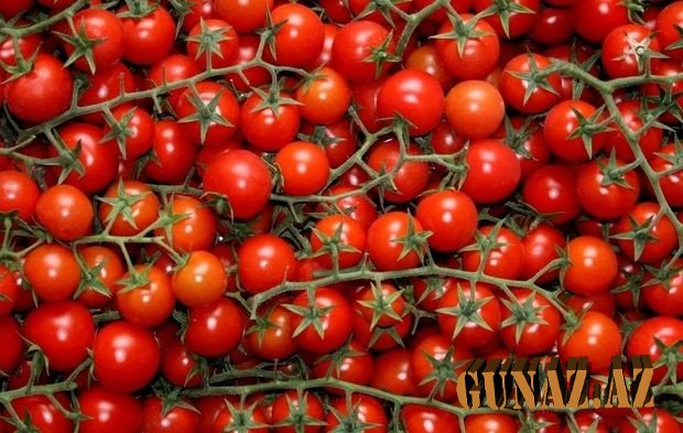 Rusiya 36 tondan çox Azərbaycan pomidorunu geri qaytardı