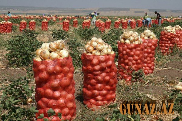 Fermerlər: Soğanın qiymətinin aşağı olması sərfəli deyil