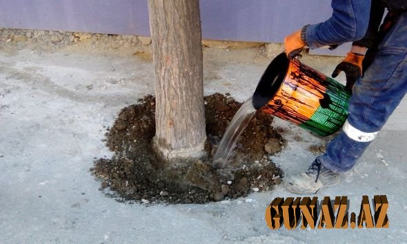 Bakıda ağacların dibini betonlayan şirkət cəzalandırıldı