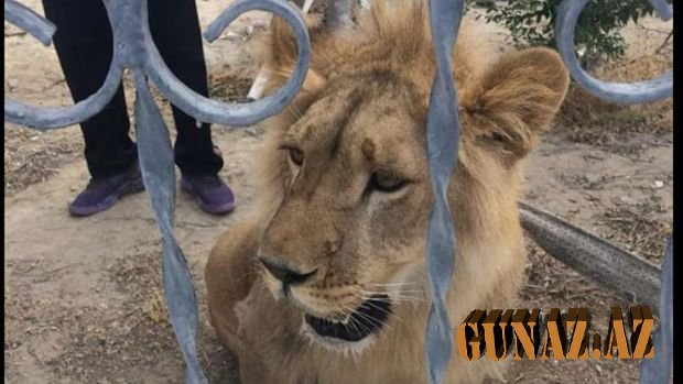 Kəndin ortasında gəzişən şir sakinləri təşvişə saldı - FOTO