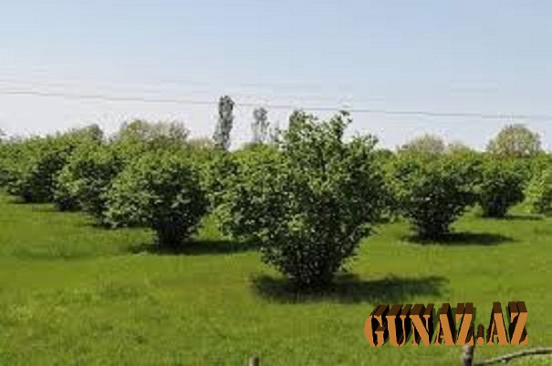 Fındıq bağı iki nəfərin ölümünə səbəb oldu-YARALILAR VAR