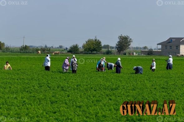 Atəş səsi altında məhsul yığan Azərbaycan qadını - FOTO
