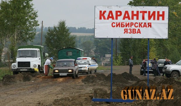 Dağıstanın Qarabudaqkənd rayonunda “Sibir xorası” yayılıb