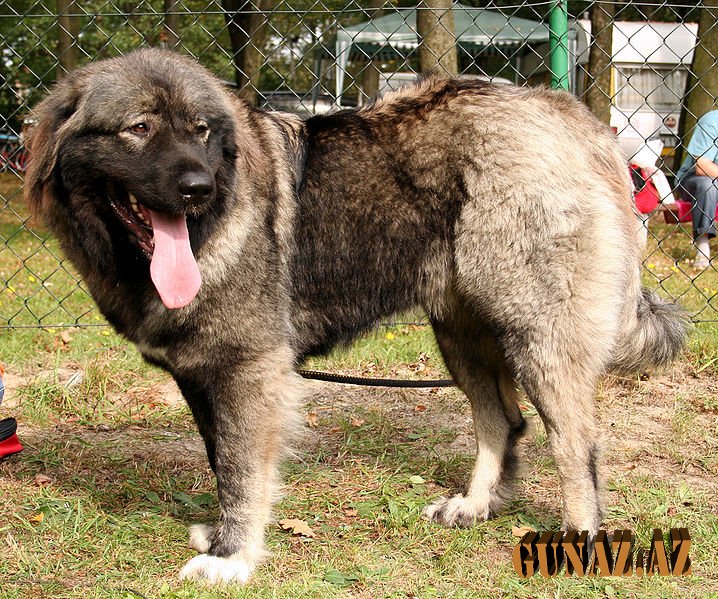 Çoban Bayramın İTİ