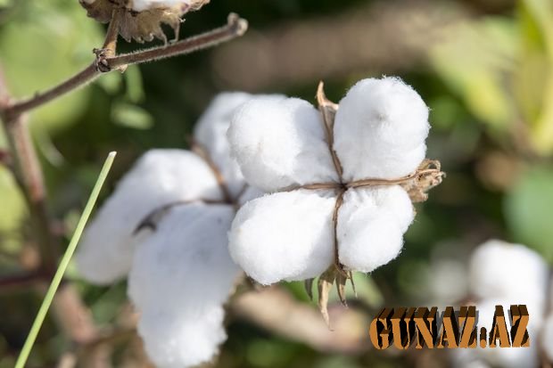 Azərbaycanda pambıqçılıq tarixində ən yüksək göstəricilərdən biri qeydə alınıb - FOTO