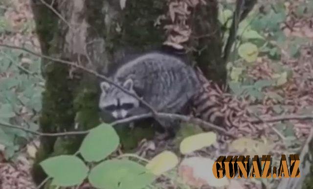 Azad olunmuş meşələrdə yenot göründü - Video