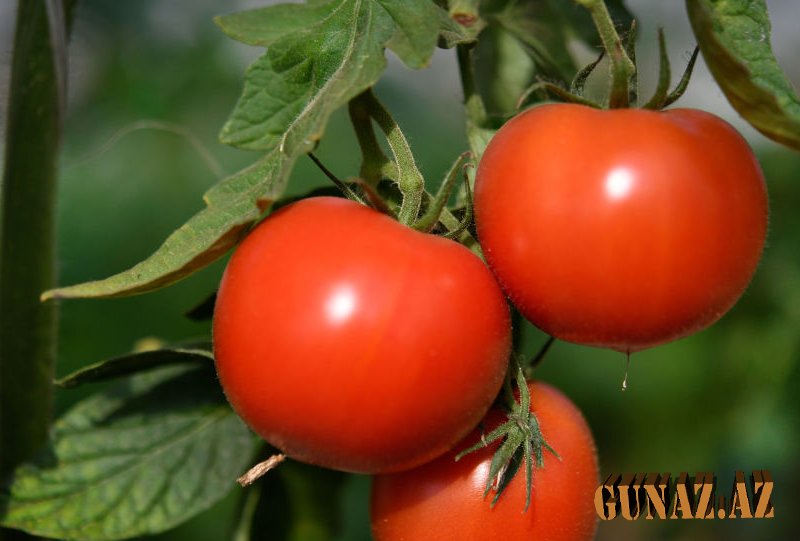 Türk ölkəsi Bakıdan pomidor idxalını dayandırdı