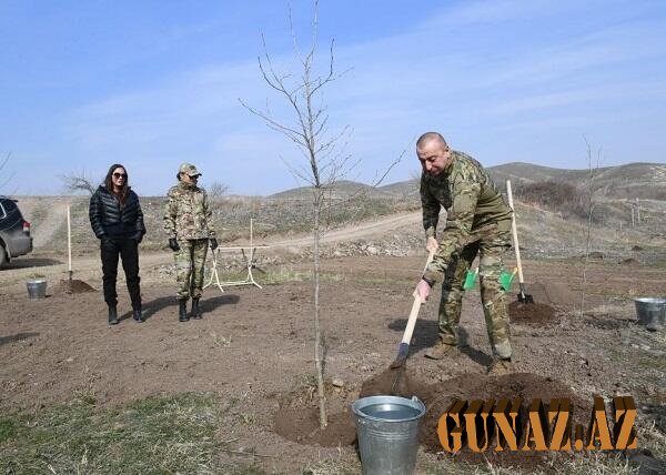 Prezident və xanımı Zəngilanda çinar ağacları əkdi