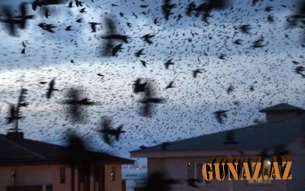 Qarğaların QORXULU GÖRÜNTÜSÜ-FOTO