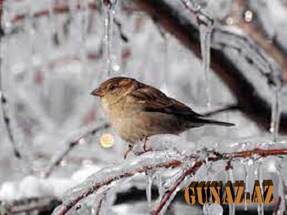 Qar yağacaq,  şaxta gözlənilir - PROQNOZ