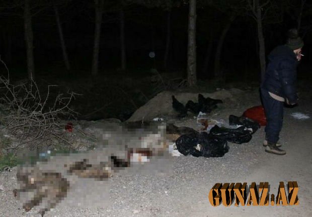 Qorxunc mənzərə: Küçədə damarları deşilmiş onlarla sahibsiz it tapıldı