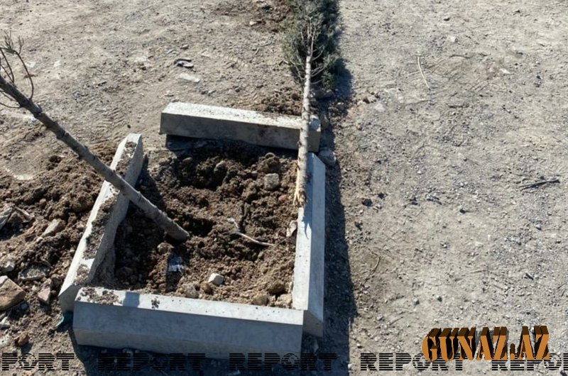 Bakıda mühafizəçiləri otağa salıb 60-dan çox ağacı məhv etdilər-VİDEO