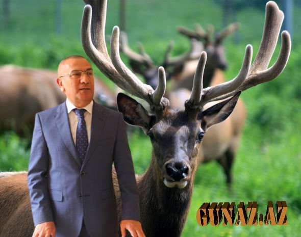 Alimpaşa Məmmədov maral ətini kimlərə satırmış?