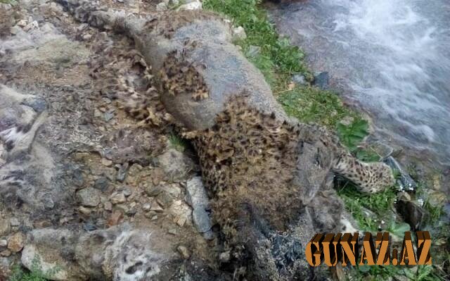 Ordubad dağlarında bəbir cəsədi tapıldı - FOTO