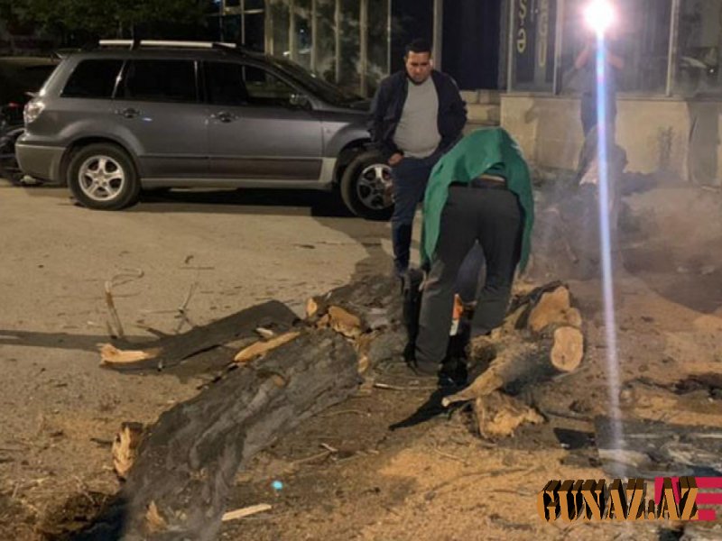 Bakıda iri ağac 2 avtomobilin üzərinə aşdı - FOTOLAR