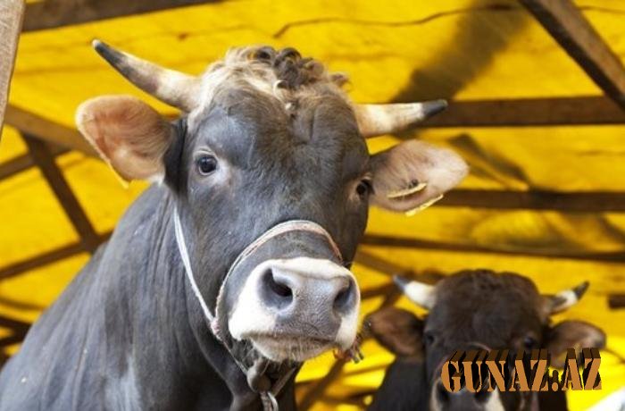 Qurbanlıq heyvanlar necə kəsilməlidir?